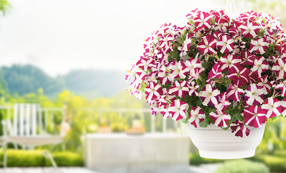 Petunia x hybrida F₁ SUCCESS!® TR Magenta Star | Benary